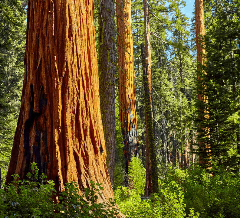 Q4 2024 | From Rally to Reality